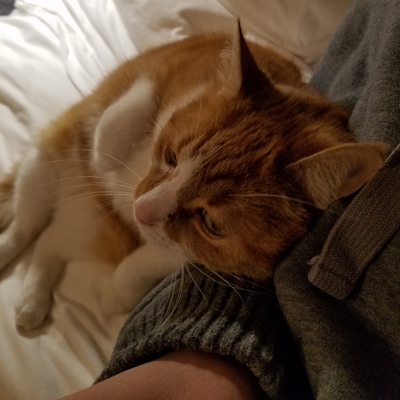 My Cats 𓃠🧡🧡𓃠 - Picture 5 of 16